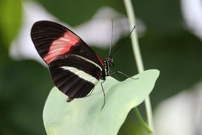 black butterfly with pink and white spots close up