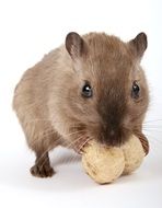 domestic hamster eating peanut