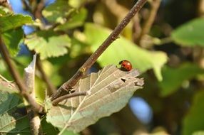 red Ladybug Insect on a dry leaf close-up on a blurred background