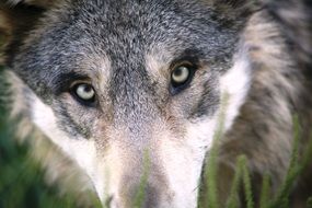 Wolf looking straight, eyes close up