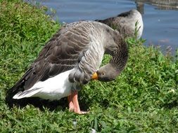 grey Duck cleaning feathers near water portrait