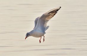 hunting seagull on the lake Constance