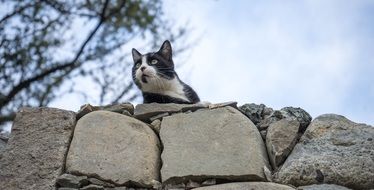 the cat lies on the rocks