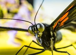 butterfly in flight close up