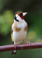 Goldfinch Song Bird on branch