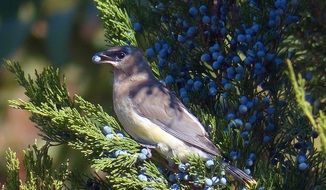 cedar waxwing on a tree