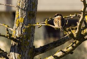 picture of the bird on a tree
