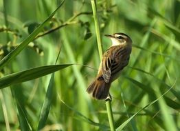acrocephalus paludicola bird on reed