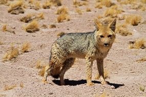 Animal in Atacama Desert
