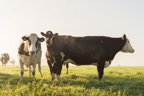 cows in a sunny meadow