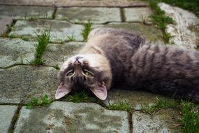 tabby Cat relaxing on pavement