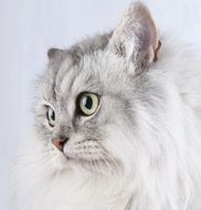 fluffy white cat on a white background