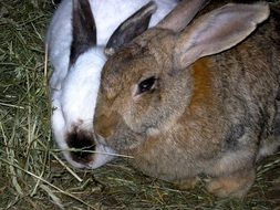 gray and white rabbits