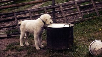 White puppy