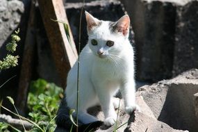Stray Animal