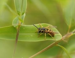 Wasp on the bamboo close-up on blurred background