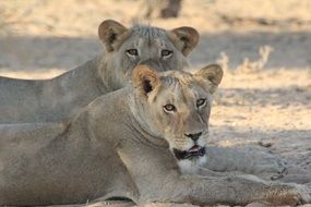 Lions in Africa