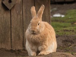 gorgeous beautiful Hare