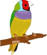 drawing of a colorful parrot on the white background