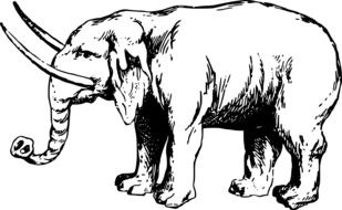 elephant as a black and white drawing