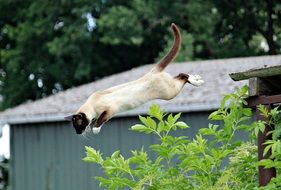 Siam Cat jumping portrait