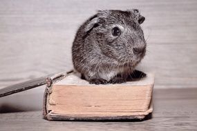 guinea pig sits on an old open book