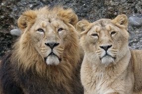 Pair of the lions