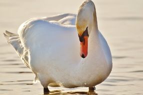 a swan is drinking water