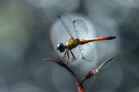small dragonfly in wildlife