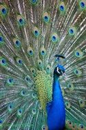 peacock in its beauty