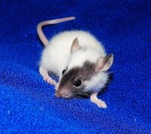 Rat Young Animal Playful Sweet