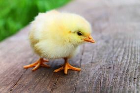 fluffy yellow chicken