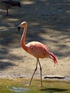 pink flamingo in nature