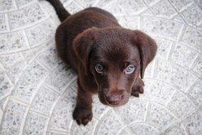 chocolate labrador puppy