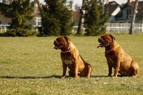 bordeaux dogs on the meadow