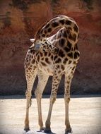 Beautiful and cute spotted giraffe in Africa