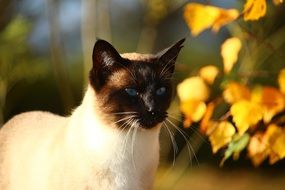 Siamese cat near a branch with yellow leaves