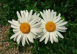 two large white Daisies outdoor