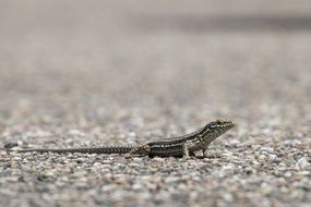 gray lizard on the road