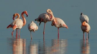 Pink Flamingos on a lake