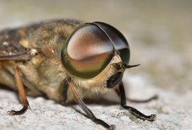 closeup of a horsefly