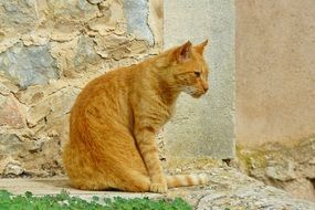 alley red cat