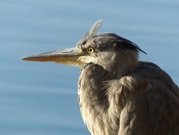 profile portrait of a heron near the water