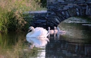 white swan with cygnets