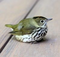 tiny ovenbird