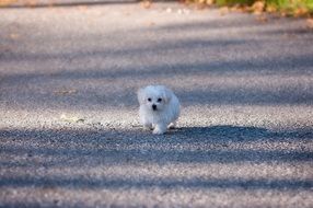 tiny white puppy