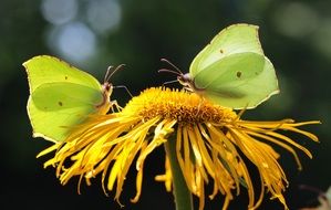 green Butterfly Insects on flower close-up on blurred background