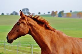 brown horse on the pasture in autumn