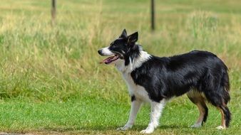 Border Collie playing