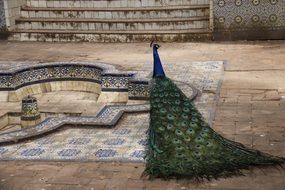 peacock with a beautiful tail in the palace